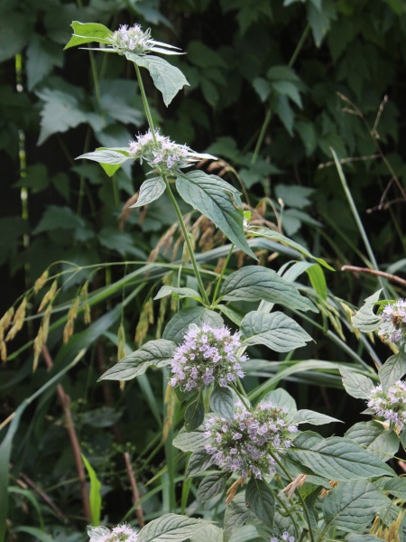 Image of Pycnanthemum incanum