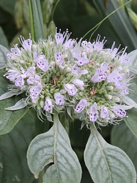 Image of Pycnanthemum incanum