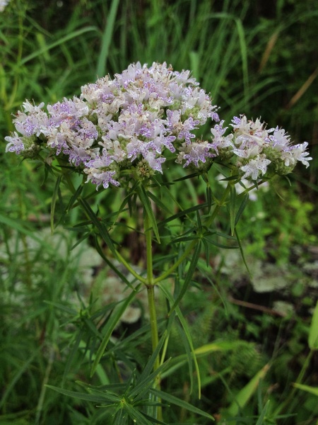 Image of Pycnanthemum tenuifolium