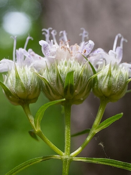 Image of Pycnanthemum tenuifolium