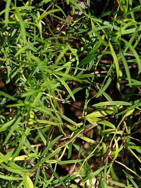 Image of Pycnanthemum tenuifolium
