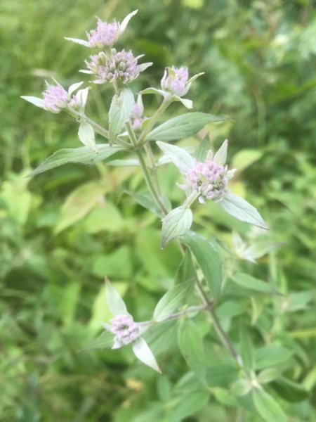Image of Pycnanthemum verticillatum