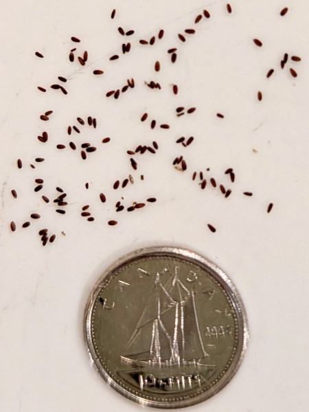 Image of Pycnanthemum verticillatum