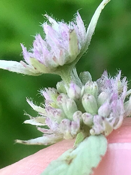 Image of Pycnanthemum verticillatum