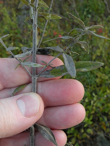 Image of Pycnanthemum verticillatum