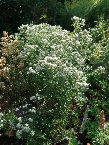 image for Pycnanthemum virginianum