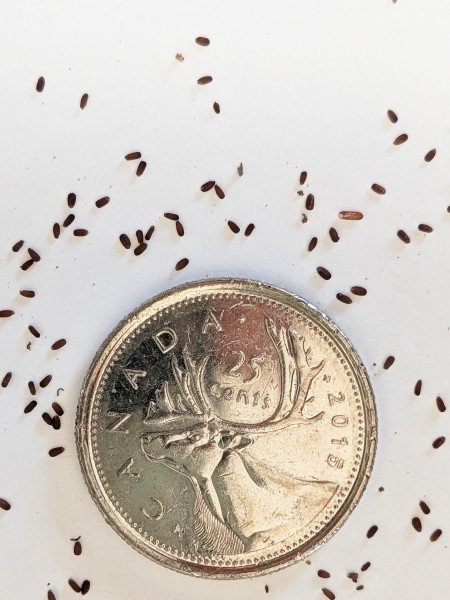 Image of Pycnanthemum virginianum