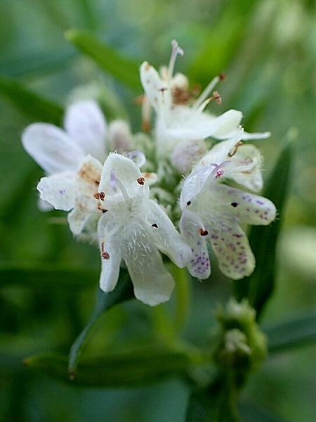 Image of Pycnanthemum virginianum