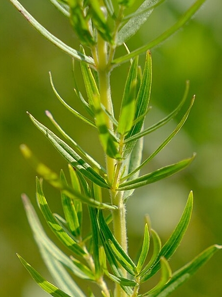 Image of Pycnanthemum virginianum