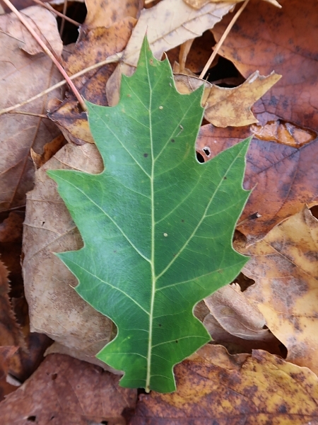 Image of Quercus rubra