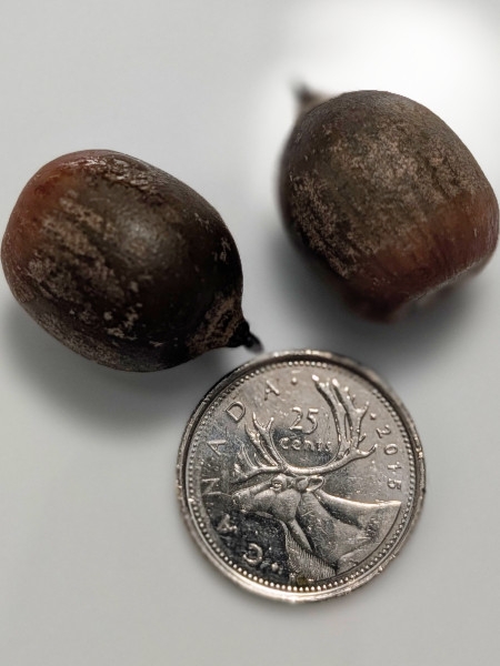 Image of Quercus rubra