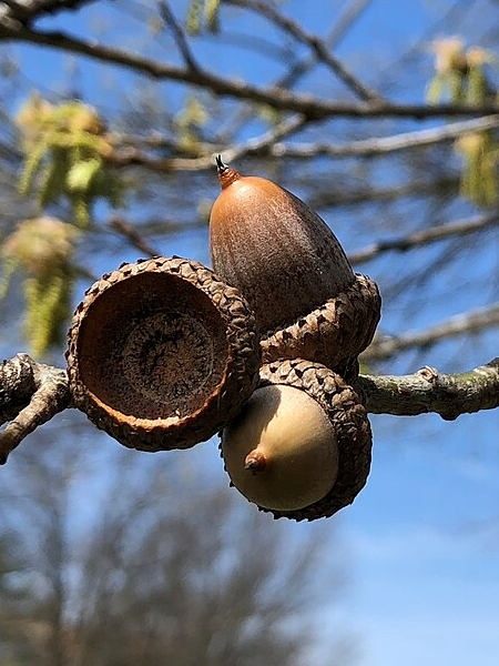 Image of Quercus rubra