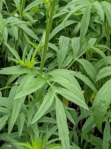 Image of Ratibida pinnata