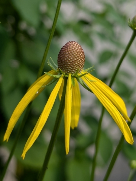 Image of Ratibida pinnata