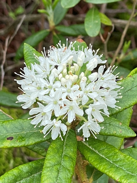 Image of Rhododendron groenlandicum