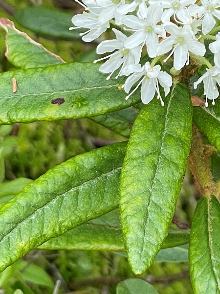 Image of Rhododendron groenlandicum