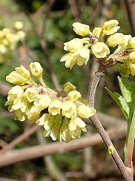 Image of Rhus aromatica