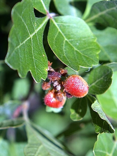 Image of Rhus aromatica