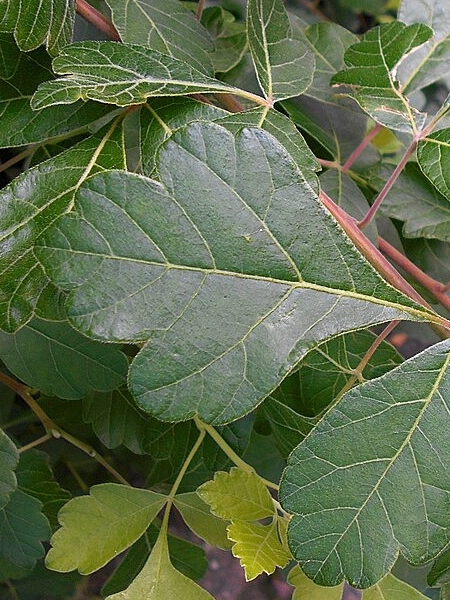 Image of Rhus aromatica