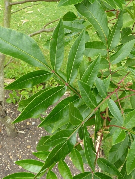 Image of Rhus copallinum