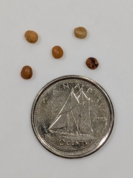 Image of Rhus copallinum