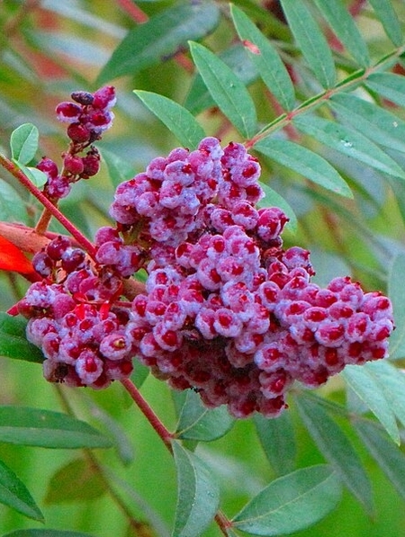 Image of Rhus copallinum