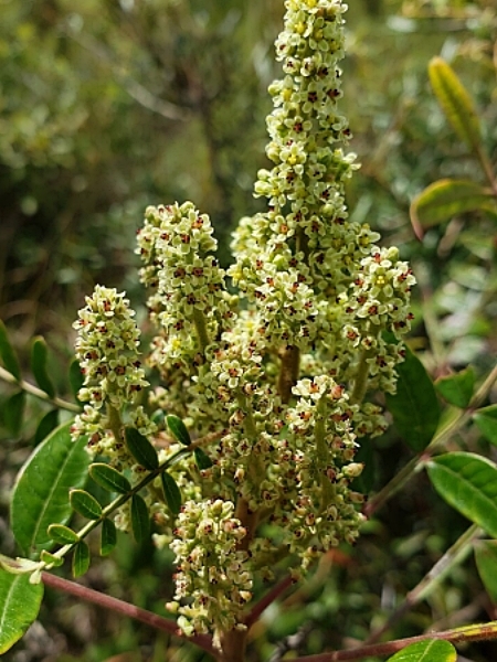 Image of Rhus copallinum