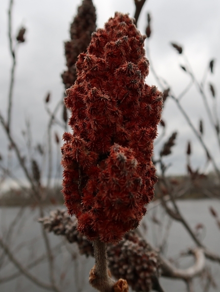 Image of Rhus typhina
