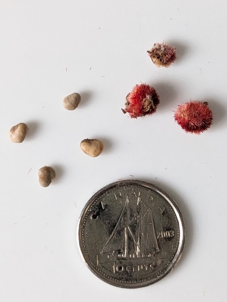 Image of Rhus typhina