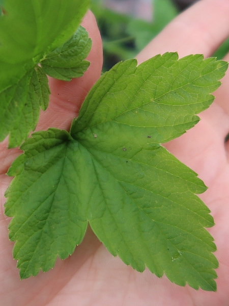 Image of Ribes americanum