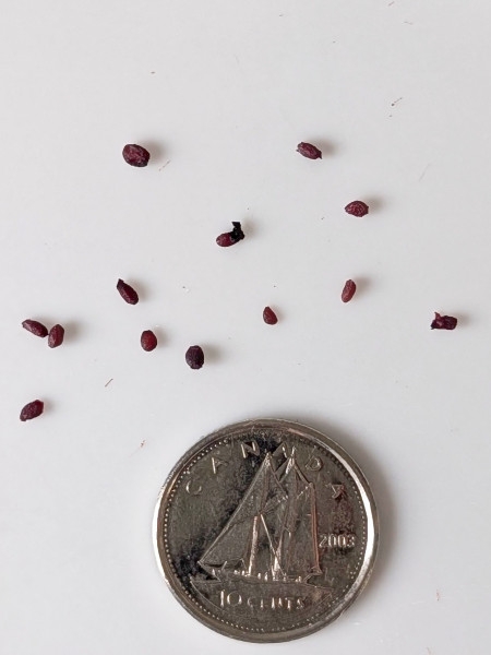 Image of Ribes americanum