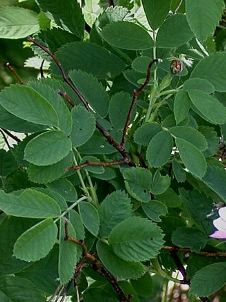 Image of Rosa blanda