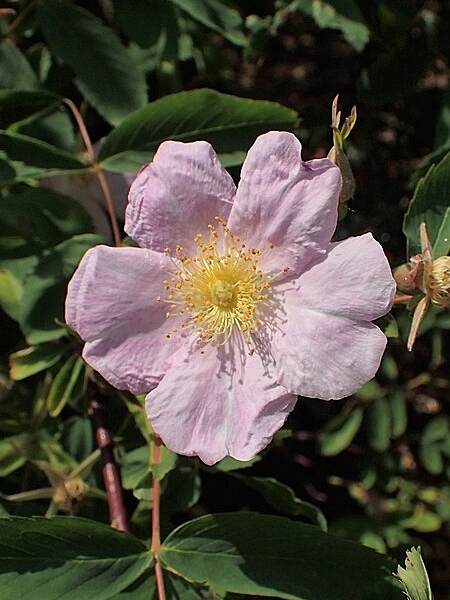 Image of Rosa blanda