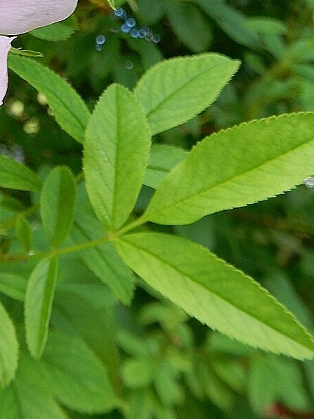 Image of Rosa palustris