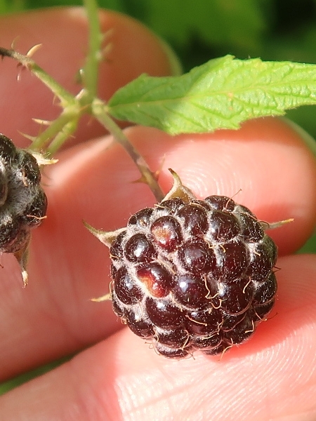 Image of Rubus occidentalis