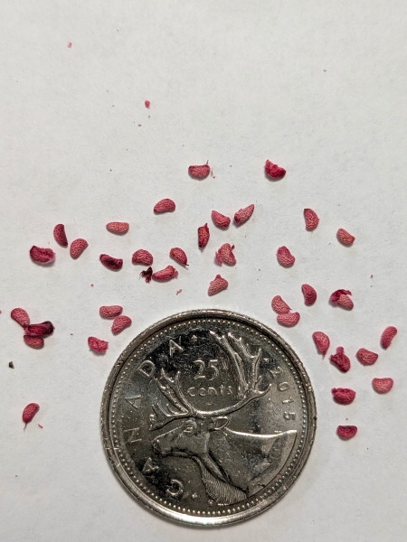 Image of Rubus occidentalis