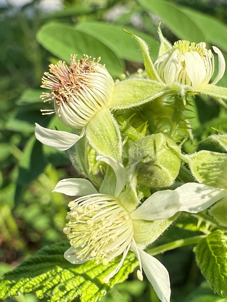 Image of Rubus occidentalis