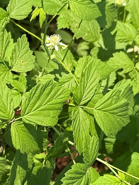 Image of Rubus occidentalis