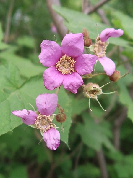 Image of Rubus odoratus