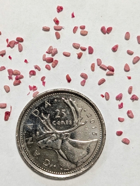 Image of Rubus odoratus