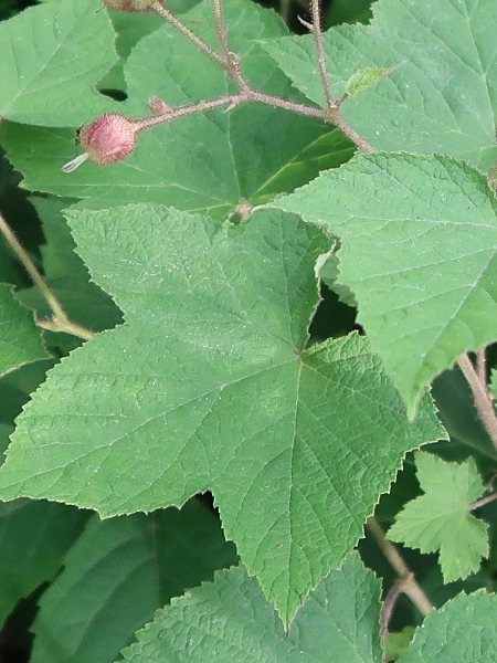 Image of Rubus odoratus