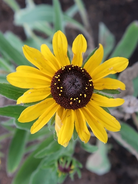 Image of Rudbeckia hirta