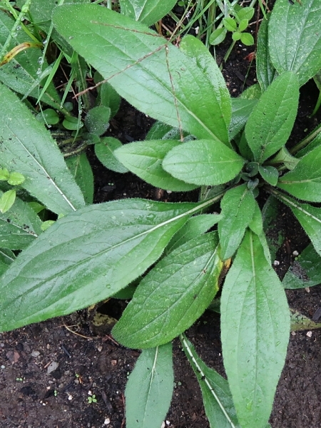 Image of Rudbeckia hirta