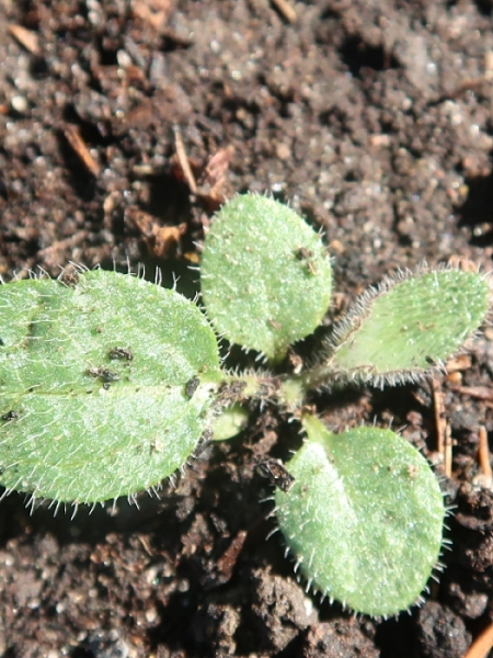 Image of Rudbeckia hirta