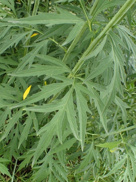 Image of Rudbeckia laciniata