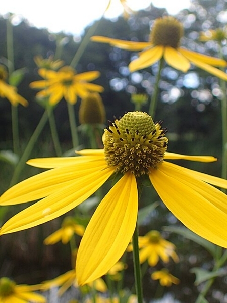 Image of Rudbeckia laciniata