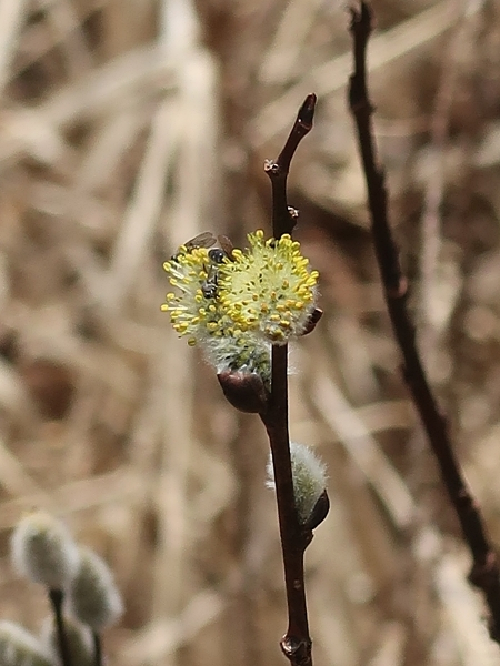 Image of Salix discolor