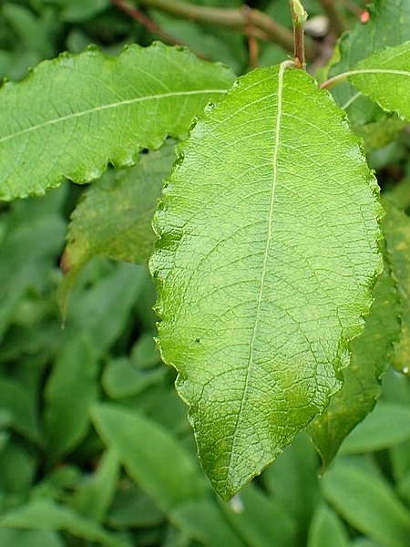 Image of Salix discolor