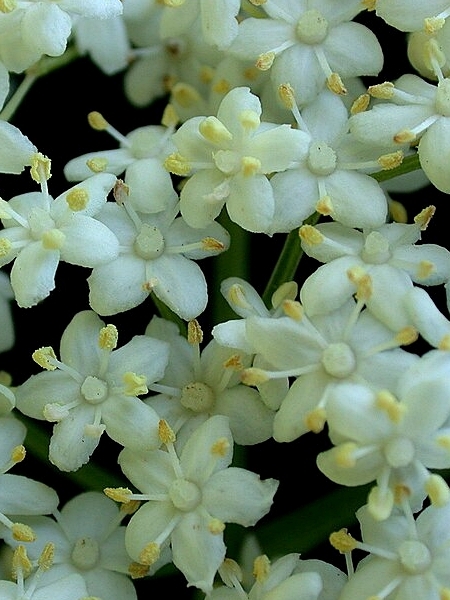 Image of Sambucus canadensis