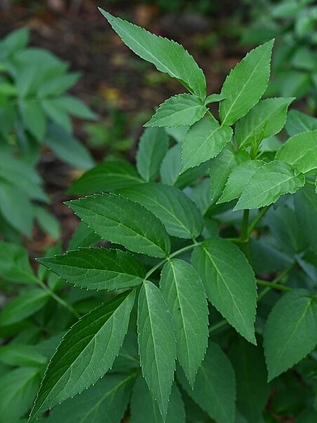 Image of Sambucus canadensis